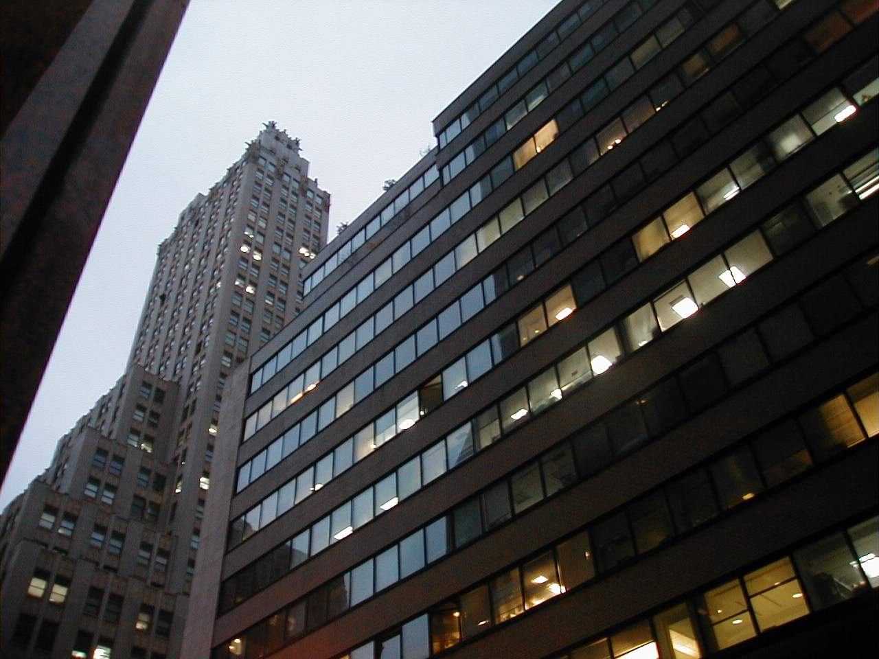 The same two pines, from below.