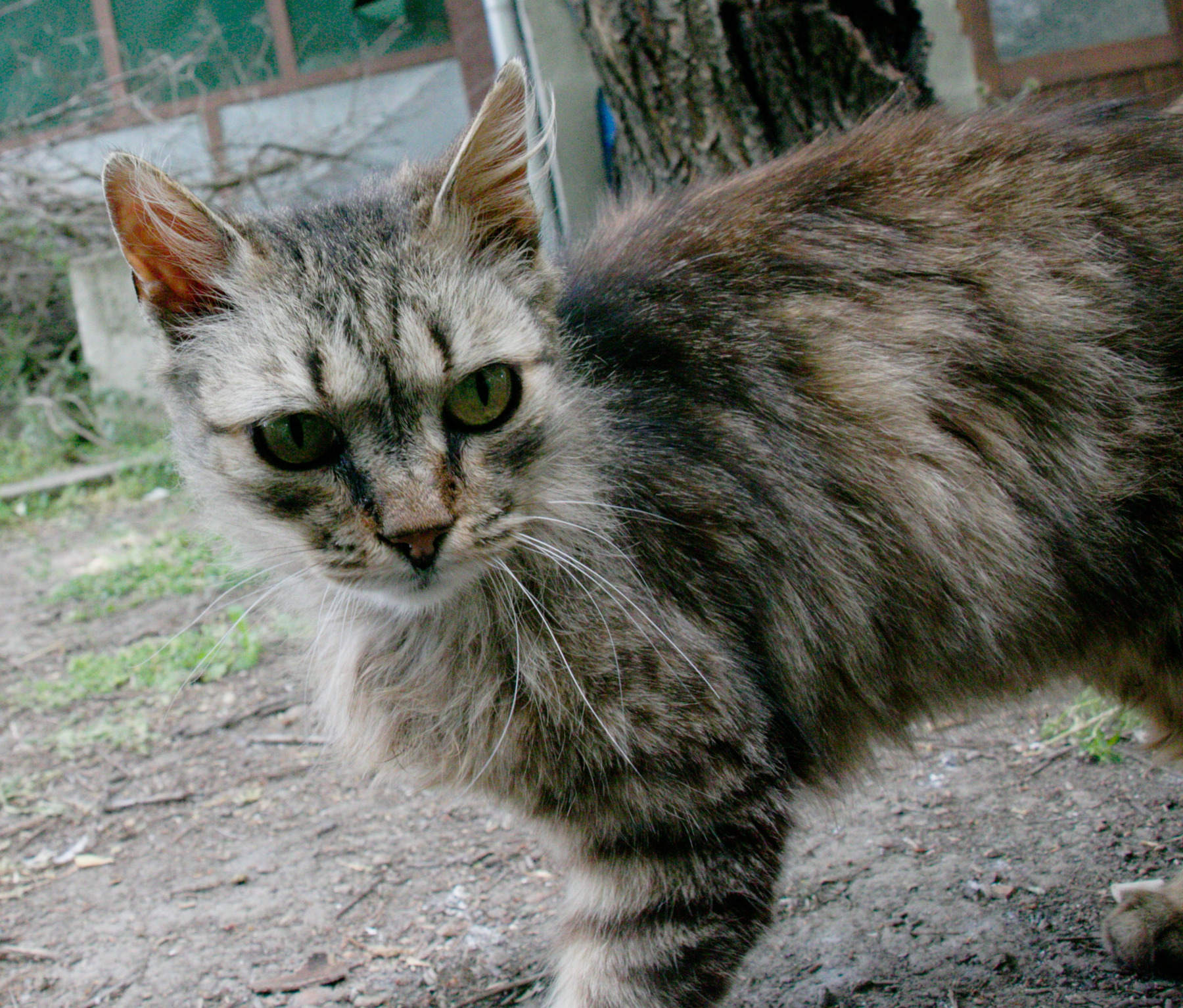 Овако изгледа лети. Нема зулуфа, остало луксузно као и увек.