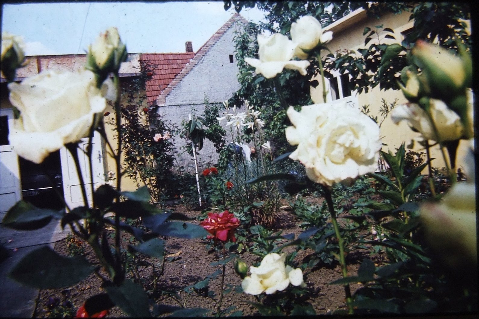 Granma kept the garden; dad did most about the roses
