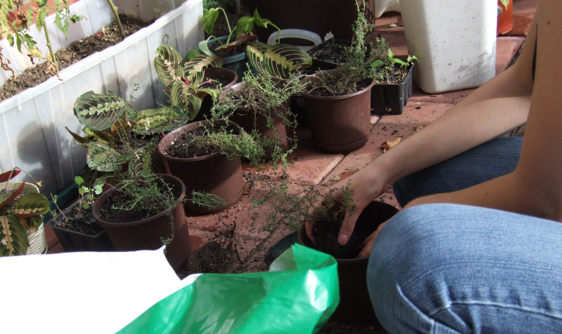 Planting thyme
